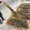 収穫した金ごまの木を乾燥させたら、木の棒を使って種を叩き落として回収します。