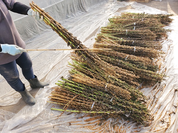 収穫した金ごまの木を乾燥させたら、木の棒を使って種を叩き落として回収します。